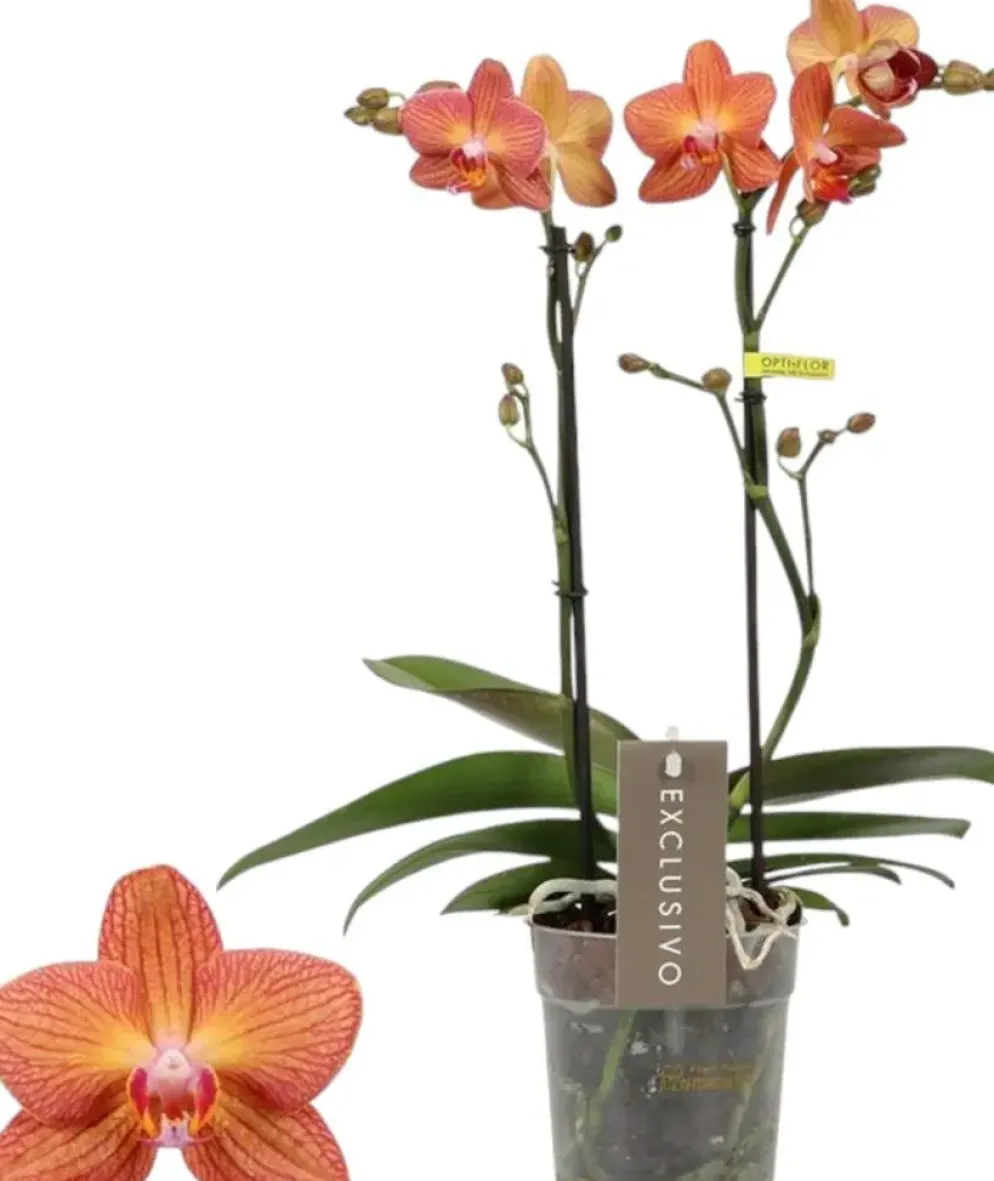 Phalaenopsis 'Exclusivo Eos' (Orchidee) 45cm