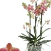 Phalaenopsis 'Exclusivo Pikachu' (Orchidee) 45cm
