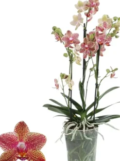 Phalaenopsis 'Exclusivo Pikachu' (Orchidee) 45cm