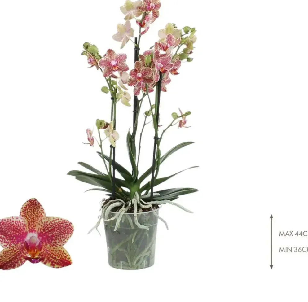 Phalaenopsis 'Exclusivo Pikachu' (Orchidee) 45cm