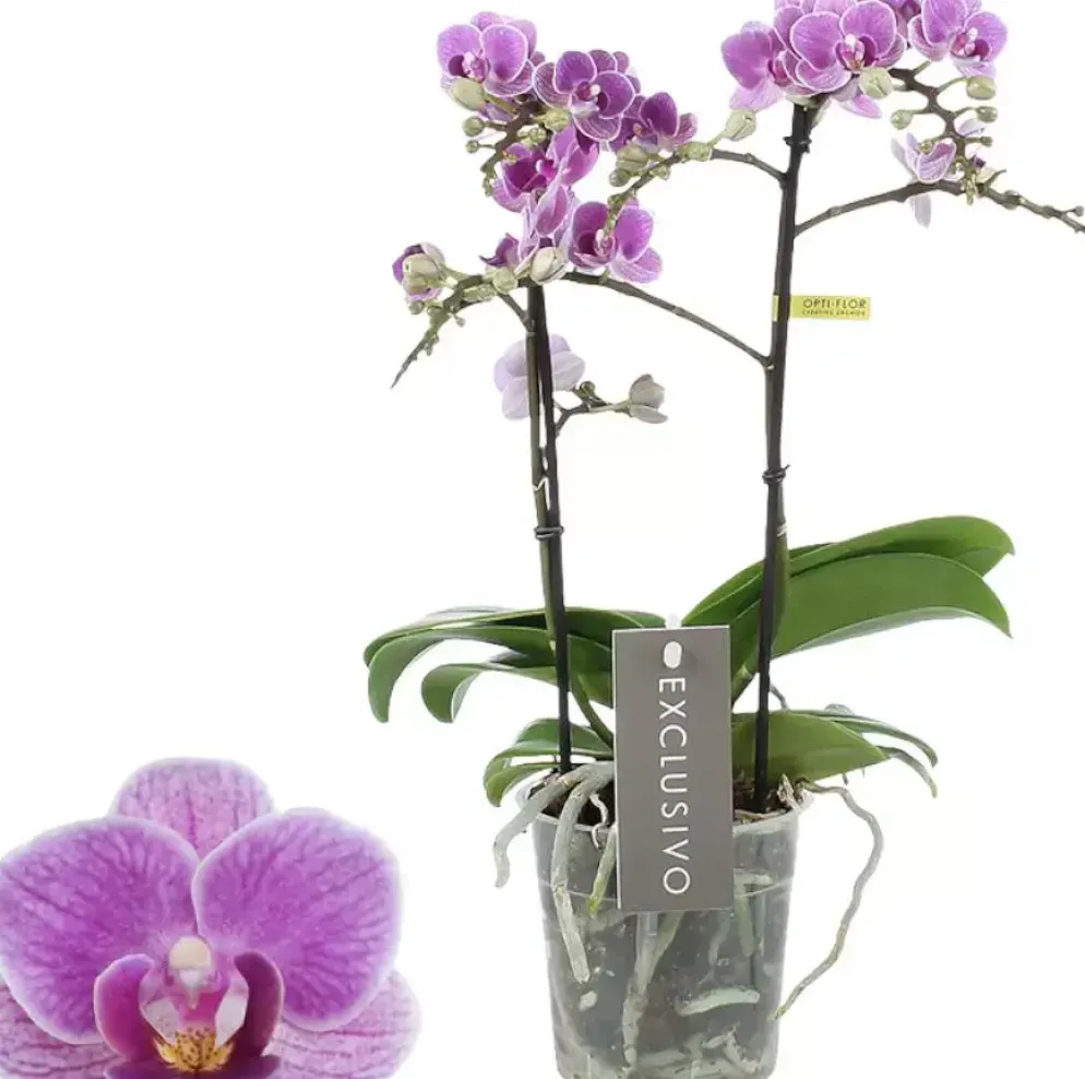 Phalaenopsis 'Exclusivo violet queen' (Orchidee) 45cm