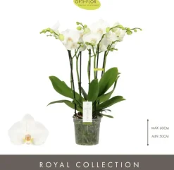 Phalaenopsis 'Impresso Mathilde' (Orchidee) 60cm