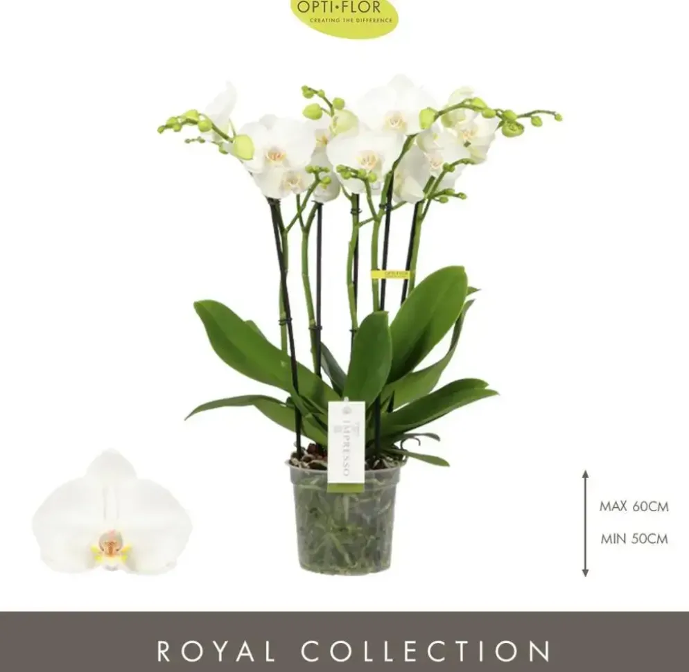 Phalaenopsis 'Impresso Mathilde' (Orchidee) 60cm