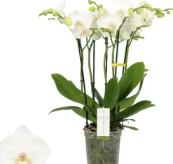Phalaenopsis 'Impresso Mathilde' (Orchidee) 60cm