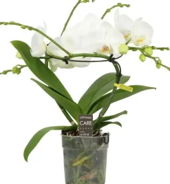Phalaenopsis 'Infinity White' (Orchidee) 50cm