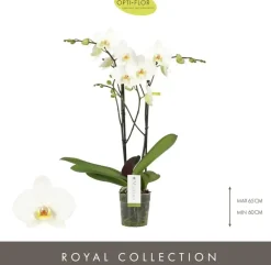 Phalaenopsis 'Maistro Beethoven' (Orchidee) 60cm