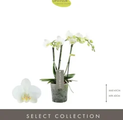 Phalaenopsis 'Optimost Amabilis Starrion' (Orchidee) 45cm