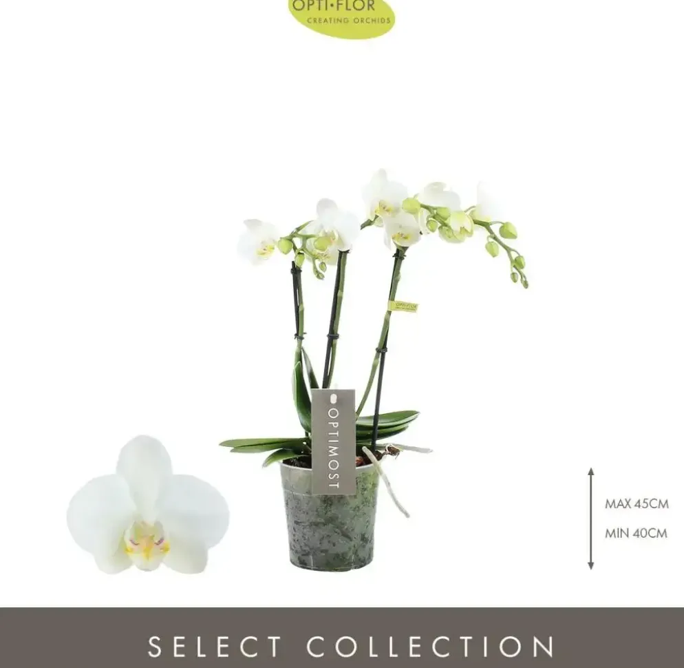 Phalaenopsis 'Optimost Amabilis Starrion' (Orchidee) 45cm