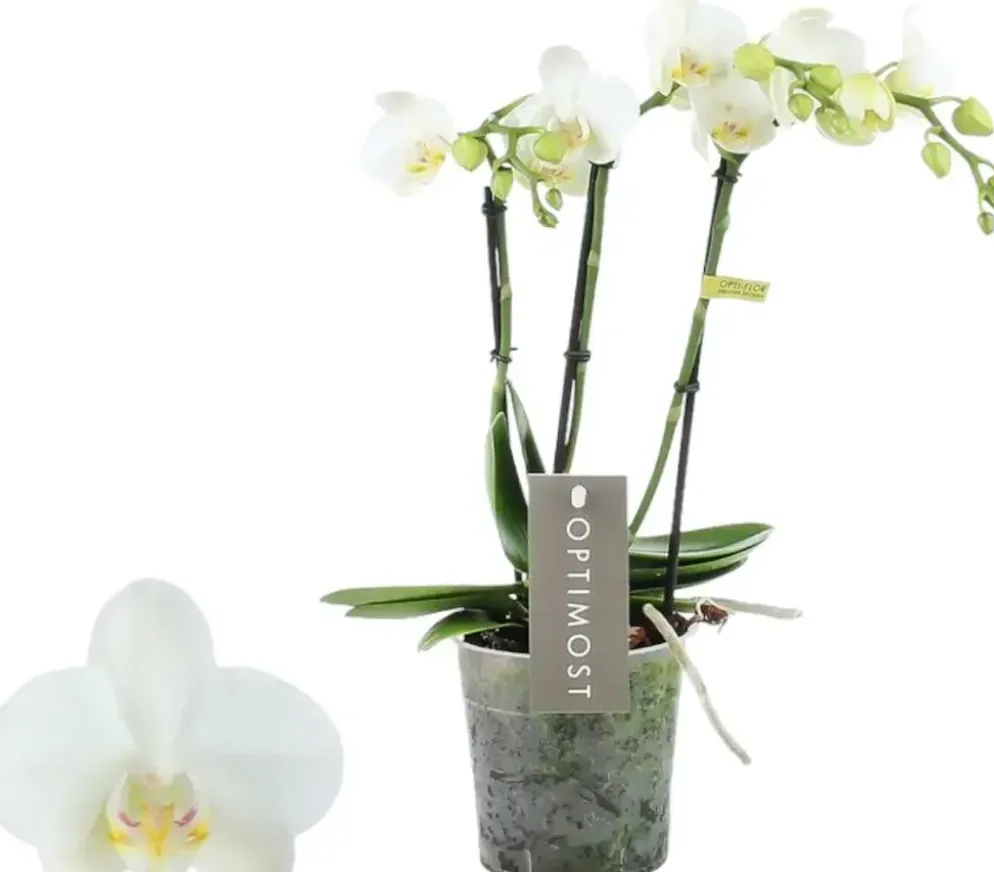 Phalaenopsis 'Optimost Amabilis Starrion' (Orchidee) 45cm