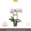 Phalaenopsis 'Optimost Angel Eyes' (Orchidee) 45cm