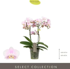 Phalaenopsis 'Optimost Angel Eyes' (Orchidee) 45cm