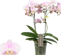 Phalaenopsis 'Optimost Angel Eyes' (Orchidee) 45cm