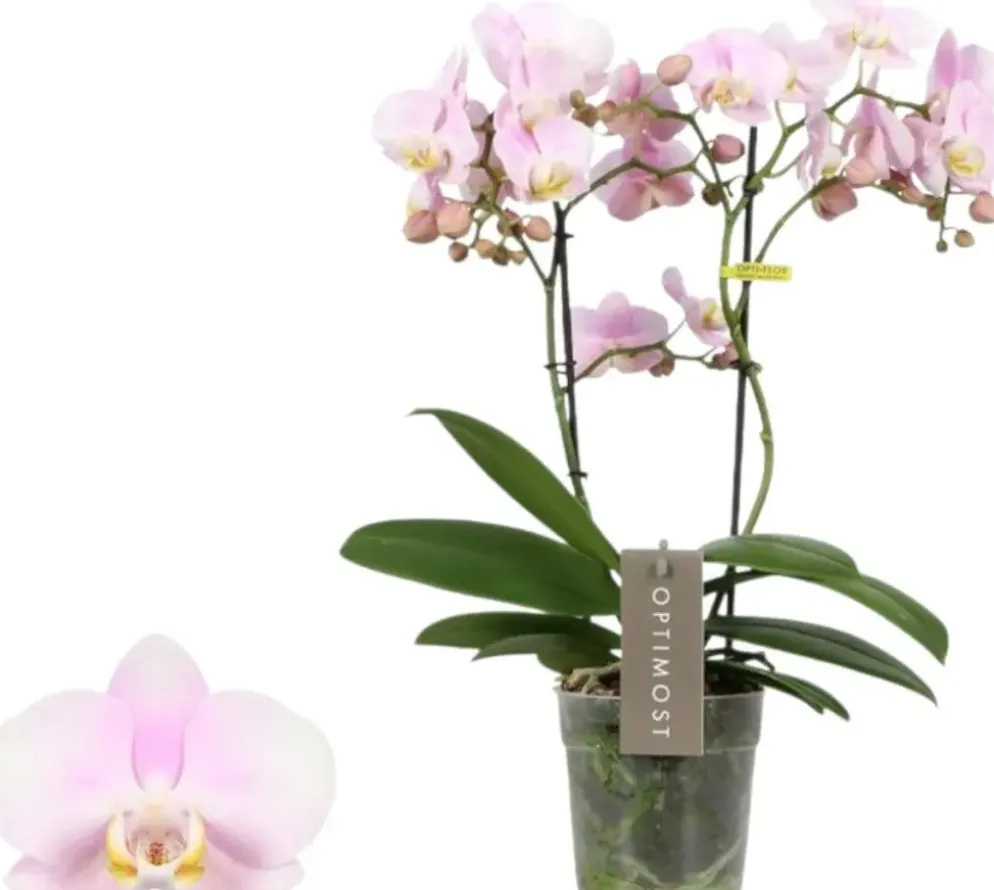 Phalaenopsis 'Optimost Angel Eyes' (Orchidee) 45cm