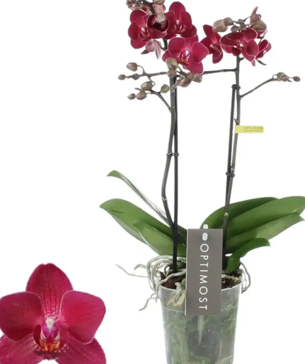Phalaenopsis 'Optimost Red Lion' (Orchidee) 40cm