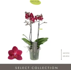 Phalaenopsis 'Optimost Red Lion' (Orchidee) 40cm