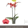 Phalaenopsis 'Optistar Asian Coral' (Orchidee) 60cm