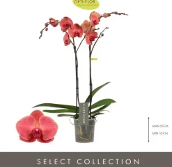 Phalaenopsis 'Optistar Asian Coral' (Orchidee) 60cm