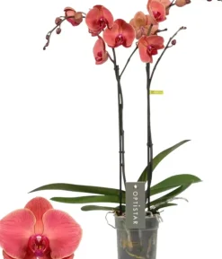 Phalaenopsis 'Optistar Asian Coral' (Orchidee) 60cm