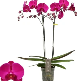 Phalaenopsis 'Optistar Lopez' (Orchidee) 60cm