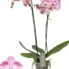 Phalaenopsis 'Optistar Sorano' (Orchidee) 60cm