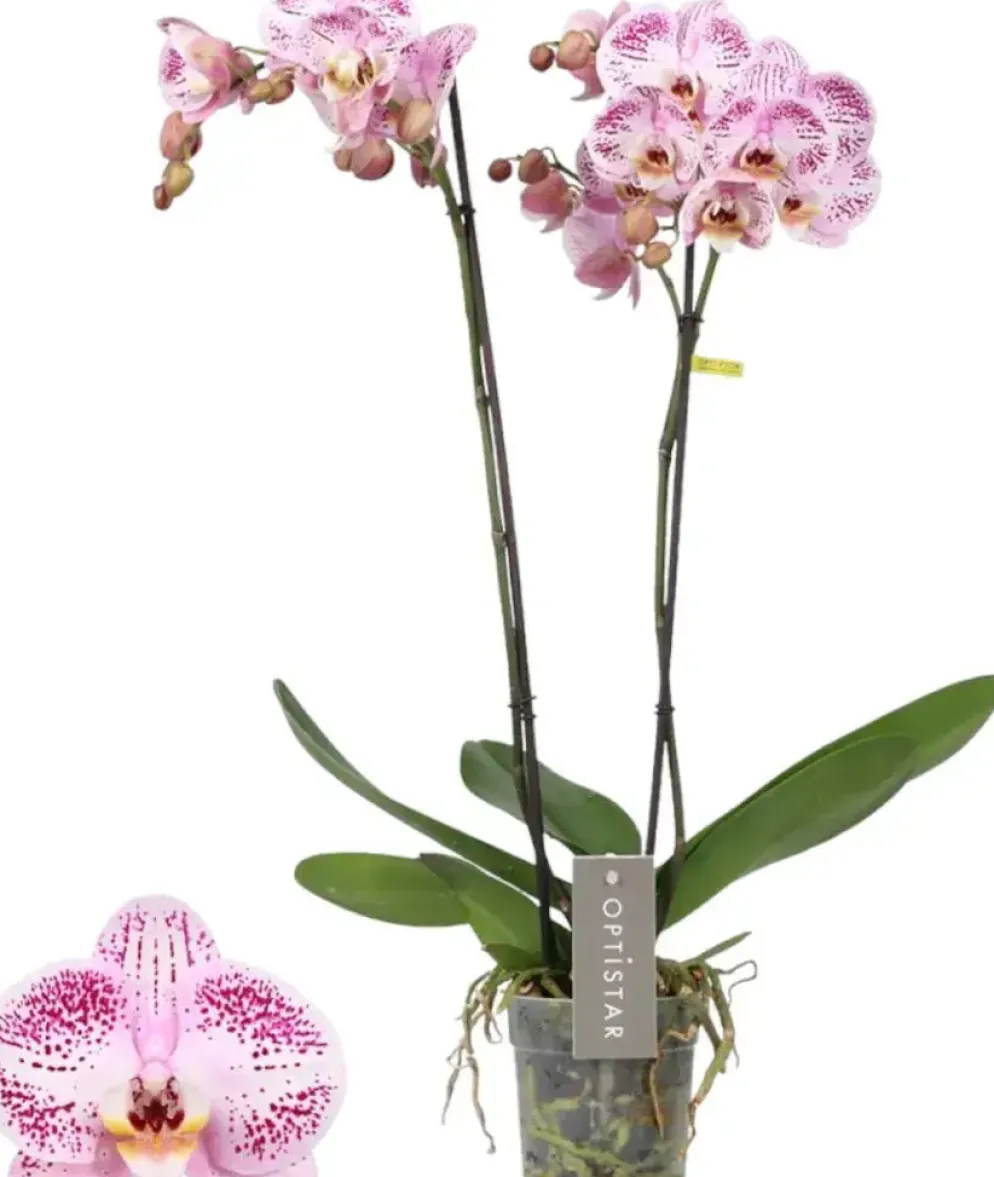 Phalaenopsis 'Optistar Sorano' (Orchidee) 60cm