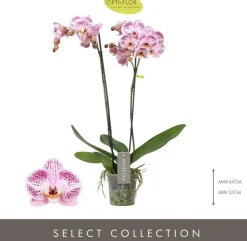 Phalaenopsis 'Optistar Sorano' (Orchidee) 60cm