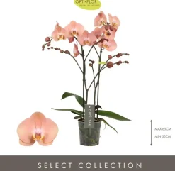 Phalaenopsis 'Optistar Suki' (Orchidee) 60cm