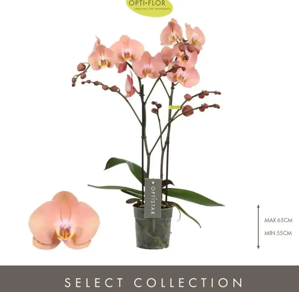 Phalaenopsis 'Optistar Suki' (Orchidee) 60cm