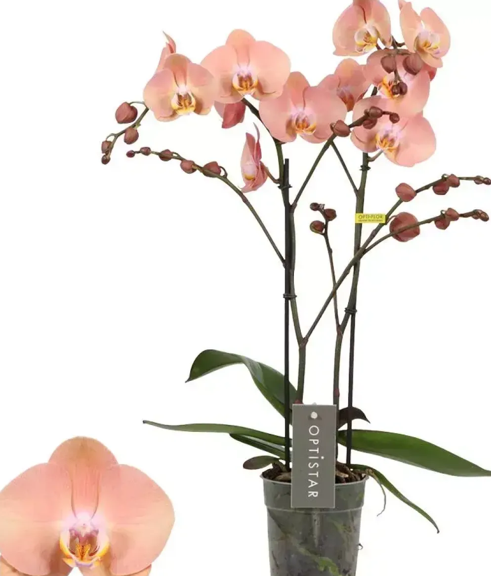 Phalaenopsis 'Optistar Suki' (Orchidee) 60cm