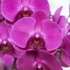 Phalaenopsis 'Optistar Yoko' (Orchidee) 60cm