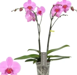 Phalaenopsis 'Optistar Yoko' (Orchidee) 60cm