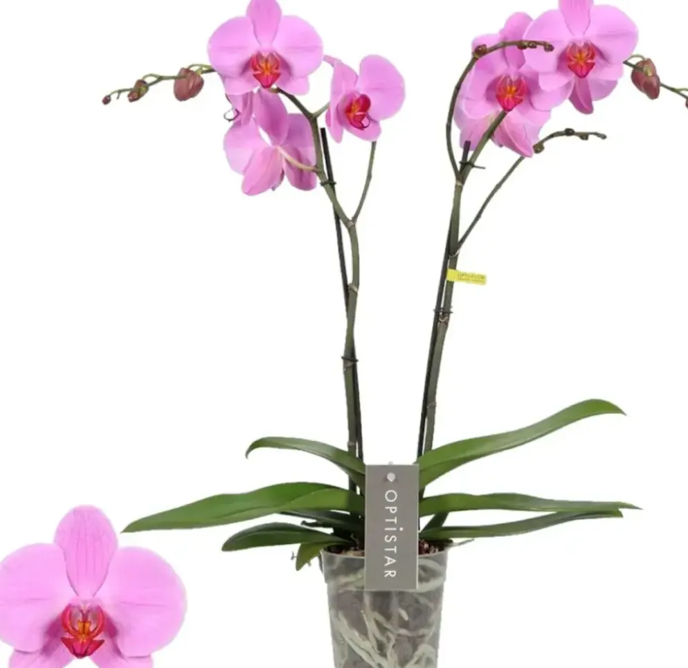 Phalaenopsis 'Optistar Yoko' (Orchidee) 60cm