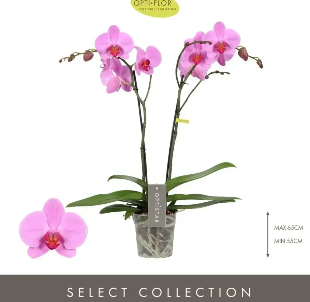 Phalaenopsis 'Optistar Yoko' (Orchidee) 60cm