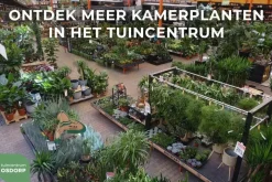 Phalaenopsis 'Purple Rain' (Orchidee) 40cm