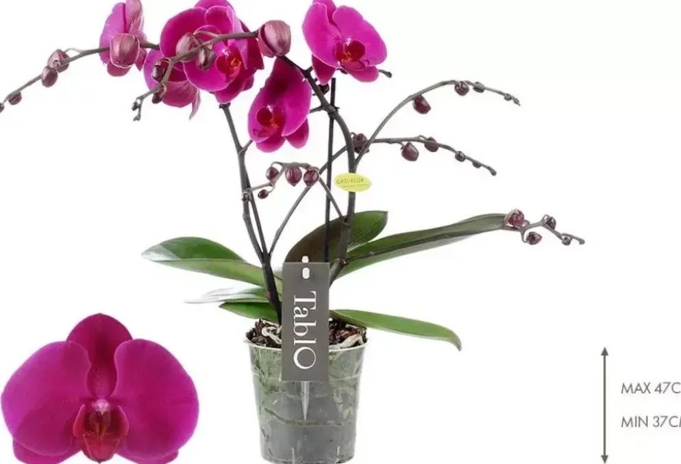 Phalaenopsis 'Purple Rain' (Orchidee) 40cm