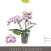 Phalaenopsis 'Tablo Bellini' (Orchidee) 40cm