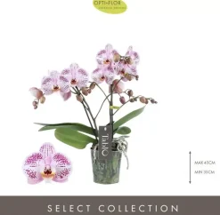 Phalaenopsis 'Tablo Bellini' (Orchidee) 40cm