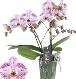 Phalaenopsis 'Tablo Bellini' (Orchidee) 40cm