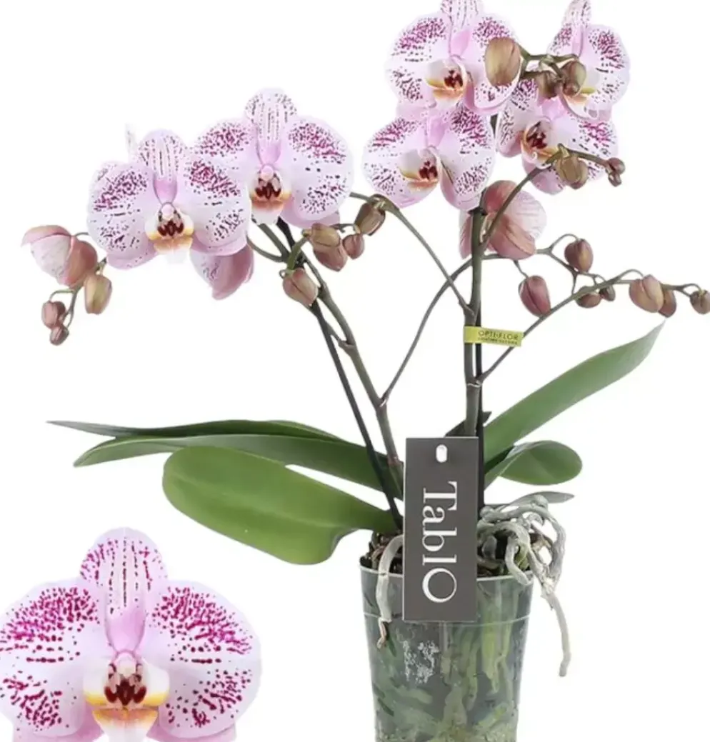 Phalaenopsis 'Tablo Bellini' (Orchidee) 40cm