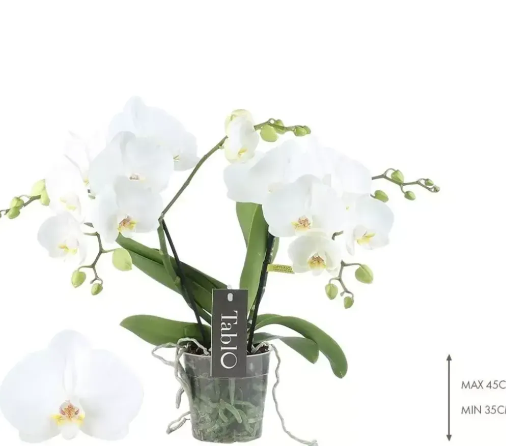 Phalaenopsis 'Tablo Champagne' (Orchidee) 40cm