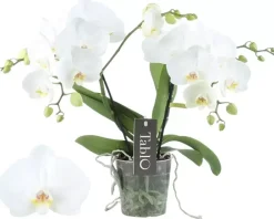 Phalaenopsis 'Tablo Champagne' (Orchidee) 40cm