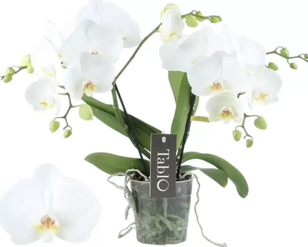 Phalaenopsis 'Tablo Champagne' (Orchidee) 40cm