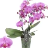 Phalaenopsis 'Tablo Pink Gin' (Orchidee) 40cm