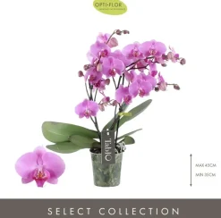 Phalaenopsis 'Tablo Pink Gin' (Orchidee) 40cm