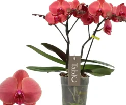Phalaenopsis 'Tablo Spritz' (Orchidee) 40cm