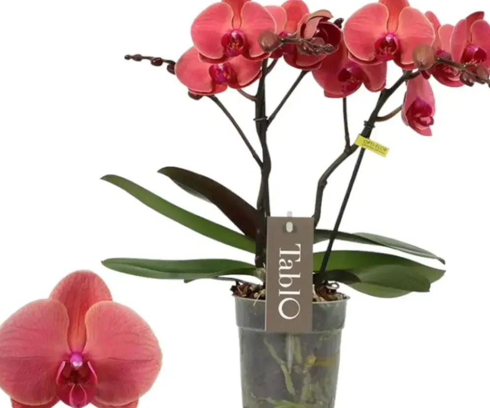 Phalaenopsis 'Tablo Spritz' (Orchidee) 40cm