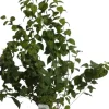 Philadelphus 'Schneesturm' (Boerenjasmijn) 80cm