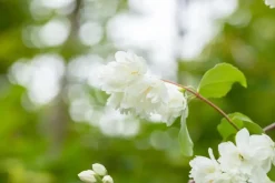 Philadelphus 'Schneesturm' (Boerenjasmijn) 80cm
