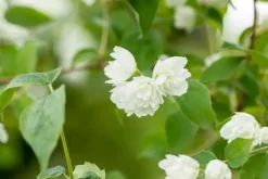 Philadelphus 'Schneesturm' (Boerenjasmijn) 80cm