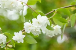 Philadelphus 'Schneesturm' (Boerenjasmijn) 80cm